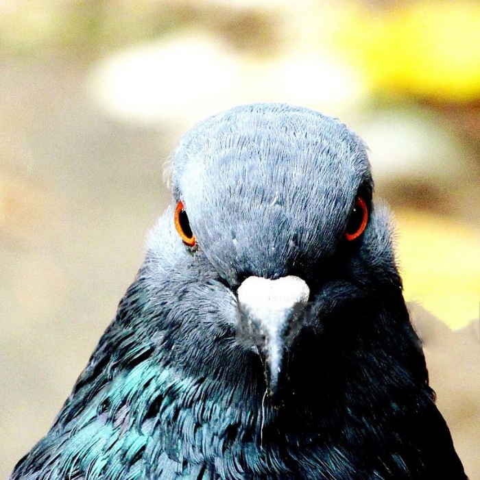  Голубь - супер птица
